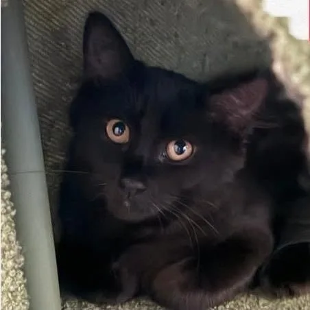 A baby small-sized female Black Domestic Medium Hair cat named Cholula for adoption in Orangevale, CA