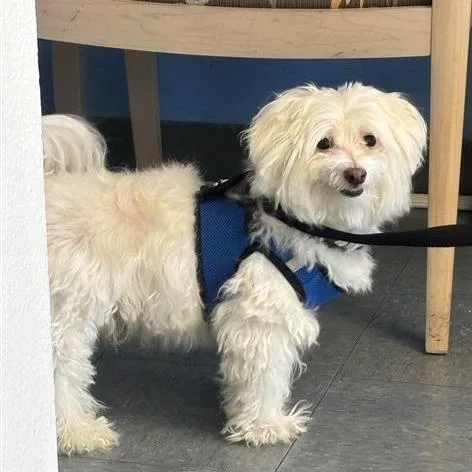 A senior small-sized male Maltese dog named Solo for adoption in Hawthorne, CA