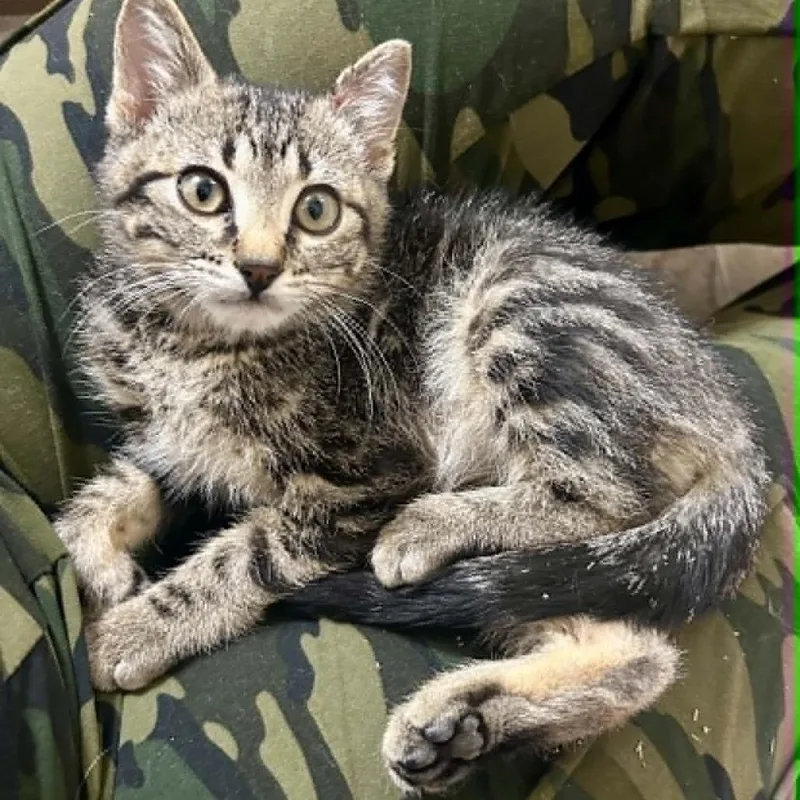 A baby small-sized male Brown / Chocolate Domestic Short Hair cat named Beetle LaGiglia for adoption in Eagle Mountain, UT