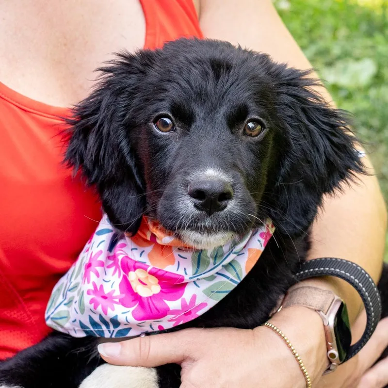 A baby medium-sized female Black Poodle dog named MarinaAvail for adoption in West Grove, PA