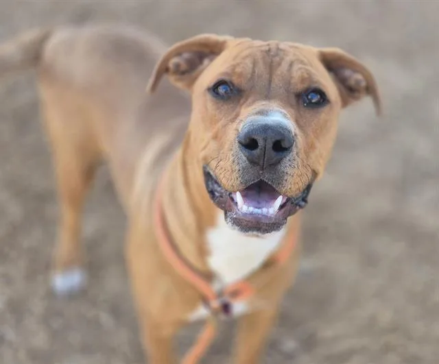 A young medium-sized male Rhodesian Ridgeback dog named Bobby for adoption in Albuquerque, NM