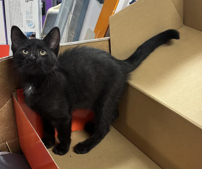 A baby medium-sized male Domestic Medium Hair cat named Benny for adoption in Paramus, NJ