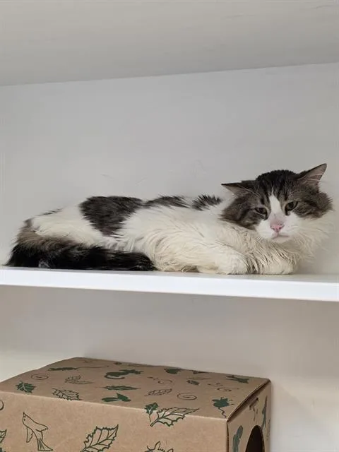 A young small-sized male Domestic Long Hair cat named Saba for adoption in Indianapolis, IN