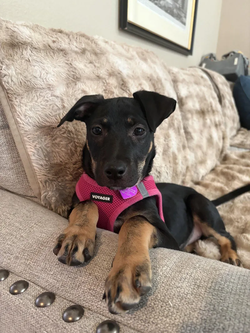 A baby medium-sized female Labrador Retriever dog named Brenda for adoption in Aurora, CO