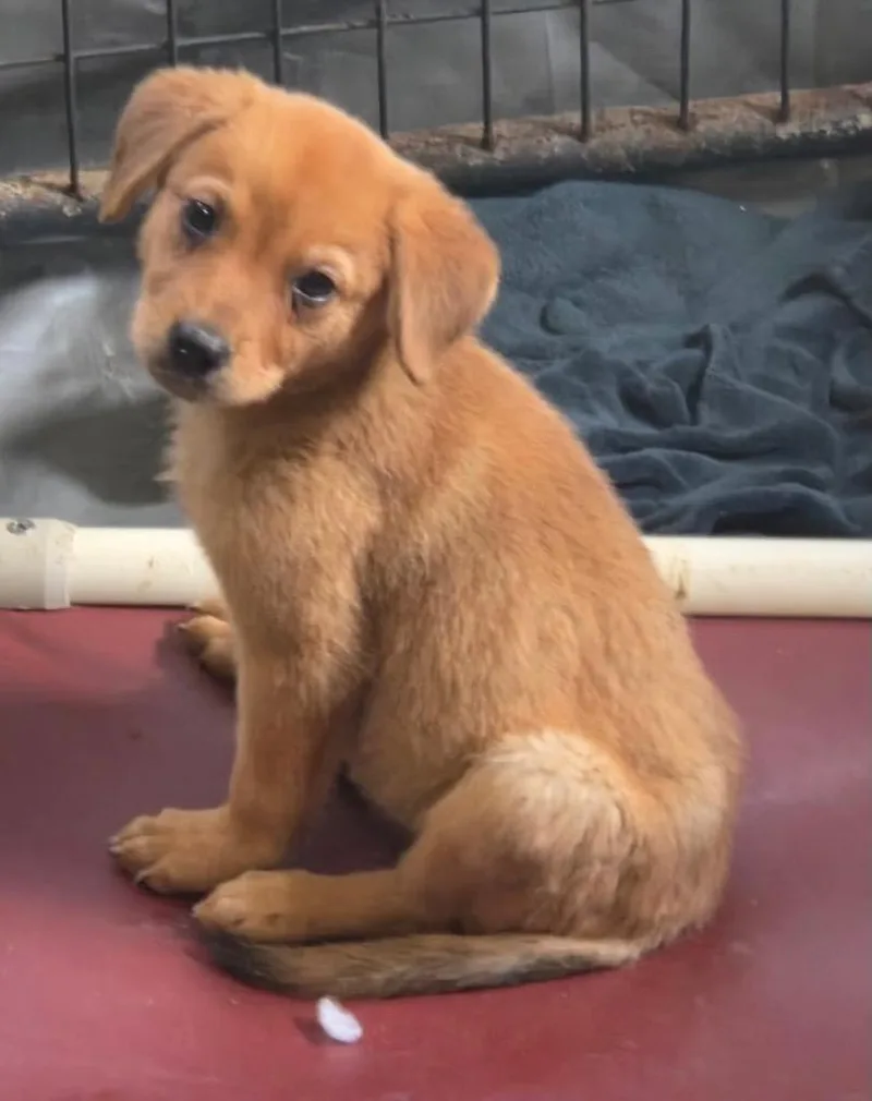 A baby medium-sized female Labrador Retriever dog named Jada for adoption in Thompson Falls, MT