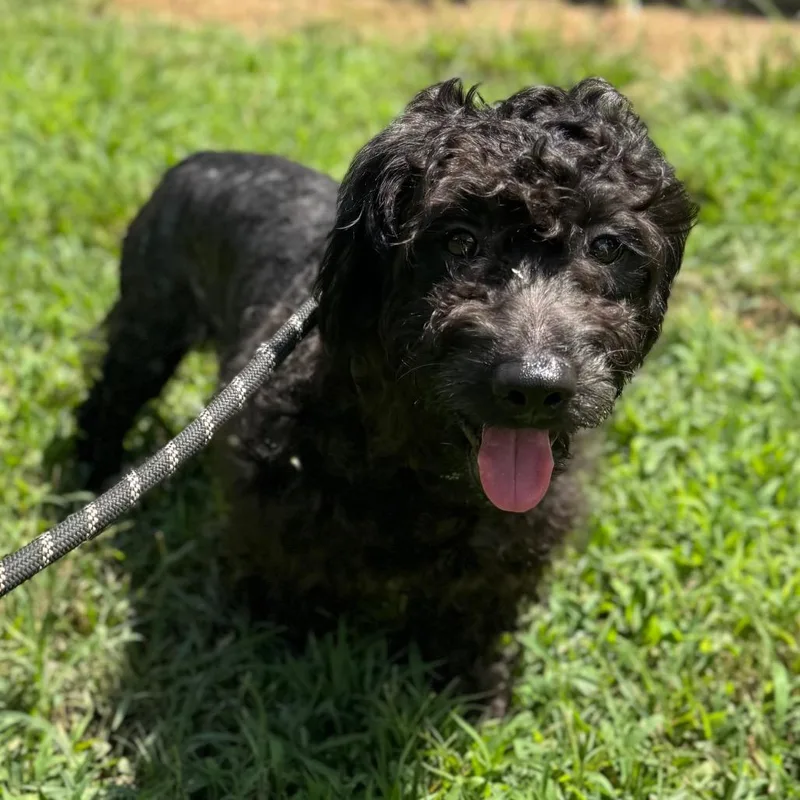 A young small-sized male Black Miniature Poodle dog named Cheddar Jack for adoption in Houston, TX