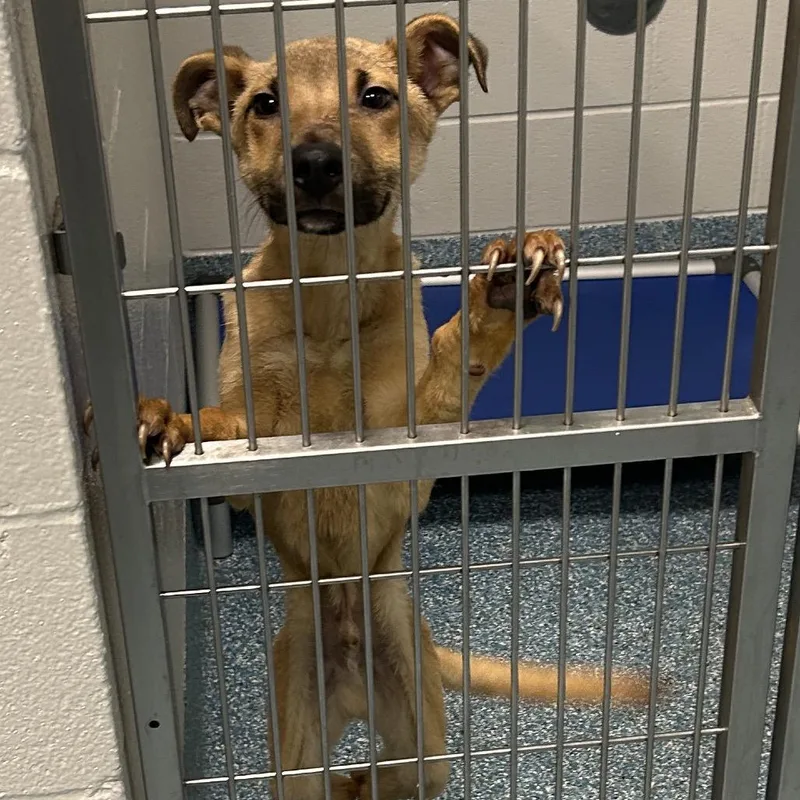 A young medium-sized male Yellow / Tan / Blond / Fawn Mixed Breed dog named Whatzit for adoption in Greensboro, NC