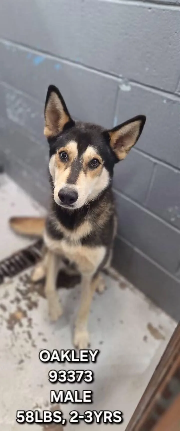 A young large-sized male Siberian Husky dog named Oakley for adoption in Tucson, AZ