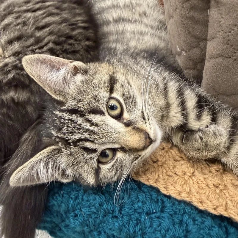 A baby medium-sized female Tabby (Brown / Chocolate) Domestic Short Hair cat named Lana for adoption in Cooperstown, NY