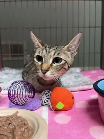 A young medium-sized female Tabby (Brown / Chocolate) Domestic Short Hair cat named Katniss for adoption in Ellicott City, MD