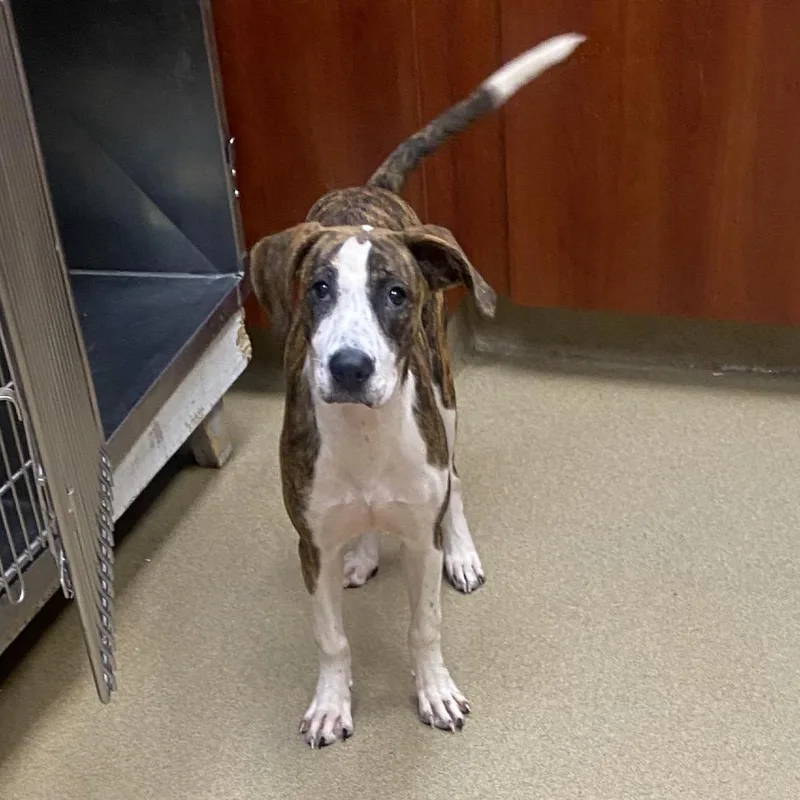 A young medium-sized female Brindle Hound dog named Harlow for adoption in Columbus, GA