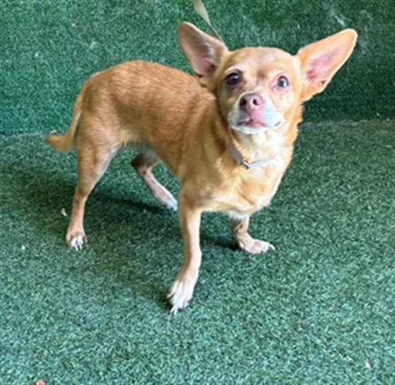 An adult small-sized female Chihuahua dog named Luz for adoption in Lancaster, CA