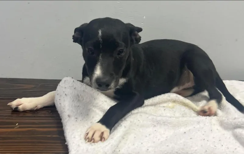 A baby medium-sized female Hound dog named Grundgetta for adoption in Pryor, OK
