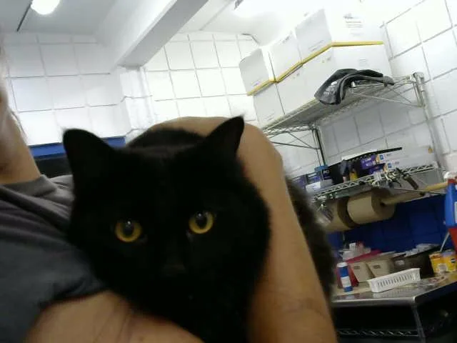 A young large-sized male Domestic Medium Hair cat named Midnight for adoption in Albuquerque, NM
