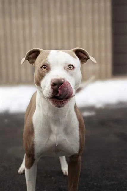 A young medium-sized male Pit Bull Terrier dog named Beans for adoption in Belleville, IL