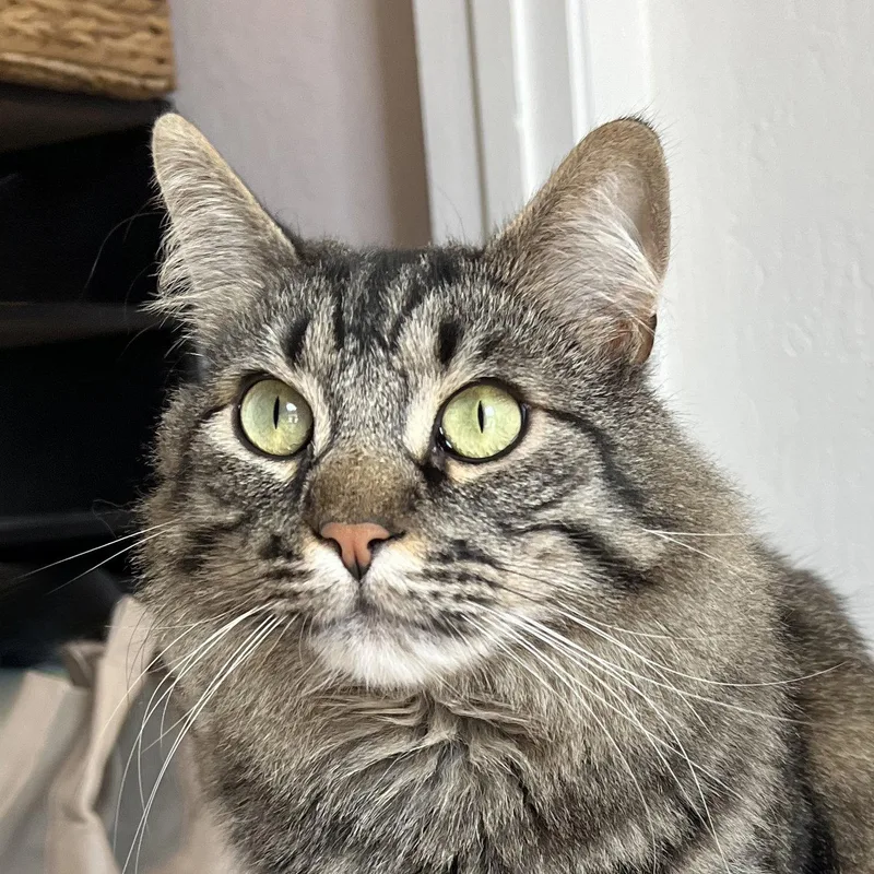 An adult medium-sized male Maine Coon cat named Oreo for adoption in Alameda, CA