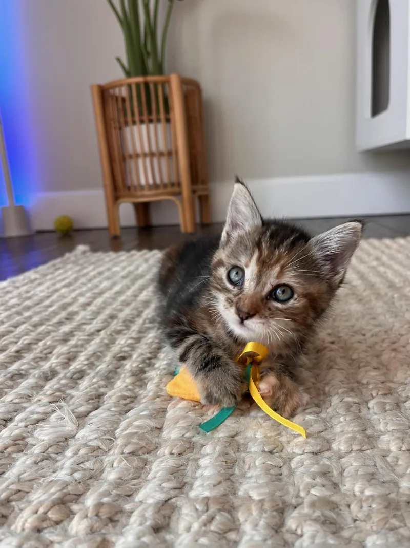 A baby small-sized female Domestic Short Hair cat named Wisp for adoption in Long Beach, CA