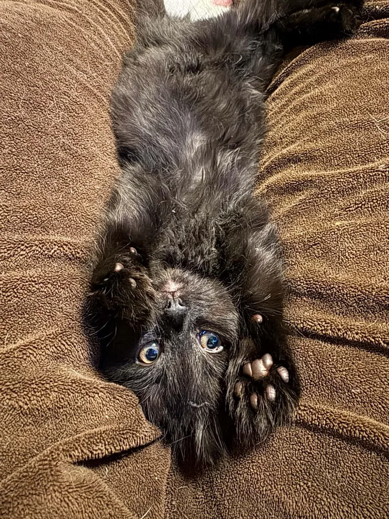 A baby medium-sized male Black Domestic Medium Hair cat named Spy Drone for adoption in Aurora, CO