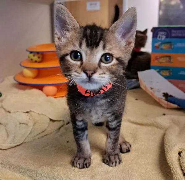 A baby small-sized female Domestic Short Hair cat named Arnie for adoption in Oakland, CA