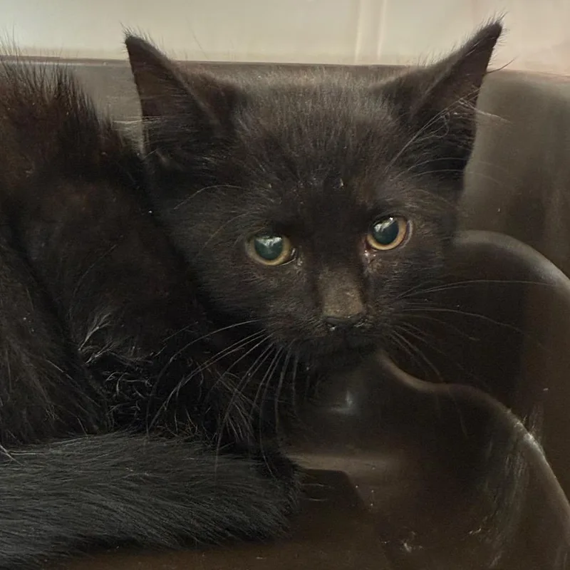 A baby small-sized male Black Domestic Short Hair cat named Goblin for adoption in Manhattan, KS