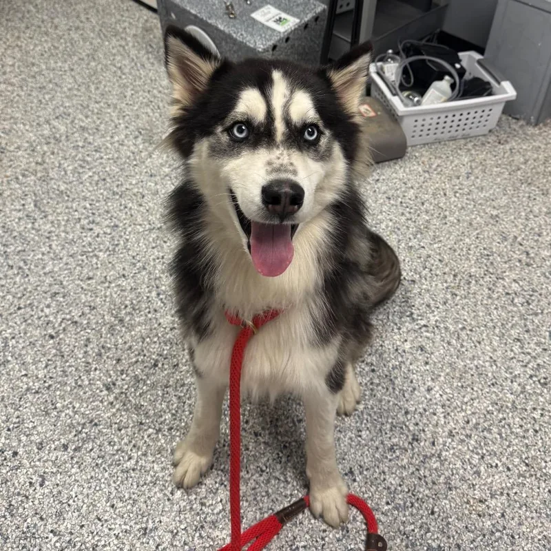 An adult medium-sized male Black Husky dog named Zeus for adoption in Birmingham, AL