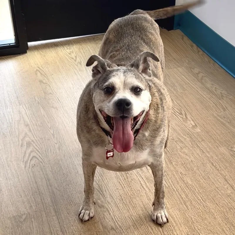 A senior medium-sized female Brindle Pit Bull Terrier dog named Daisy for adoption in San Francisco, CA