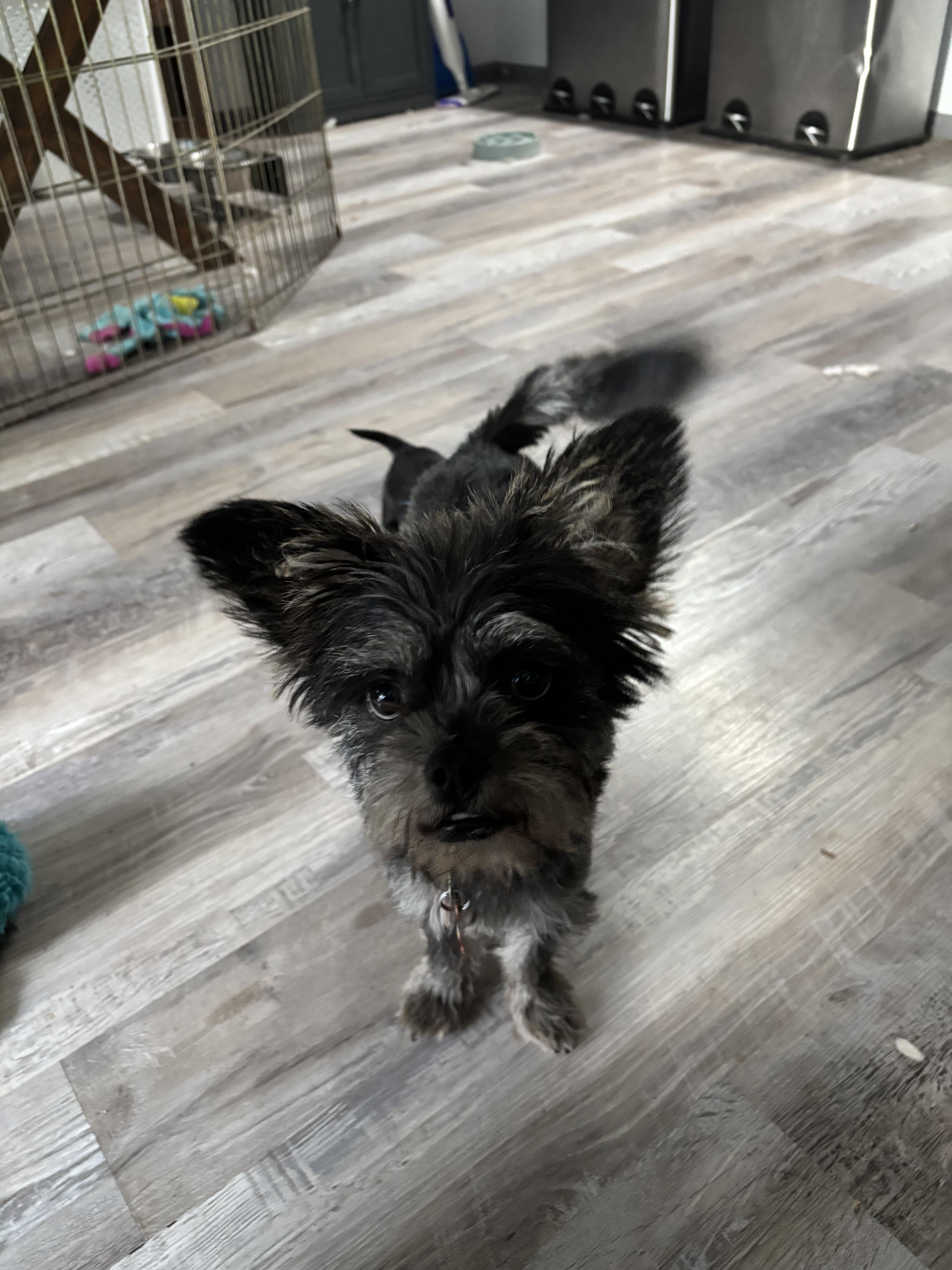 An adult medium-sized female Gray / Blue / Silver Poodle dog named Brenda for adoption in Fort Collins, CO