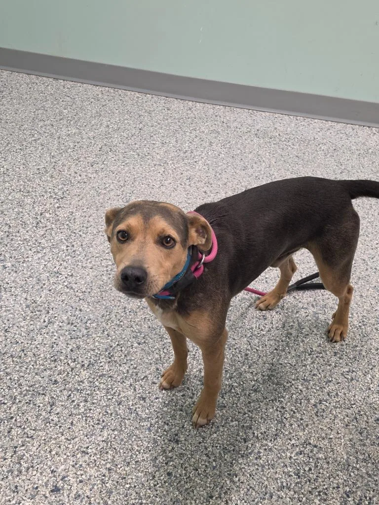 An adult medium-sized male Terrier dog named Simon for adoption in Athens, TN