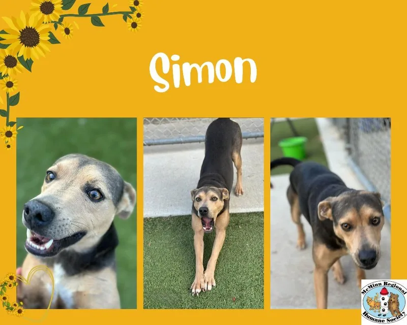 Simon thumbnail 2