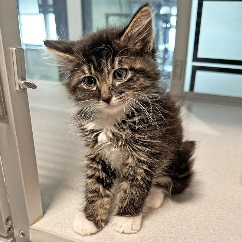 A baby small-sized male Black Domestic Medium Hair cat named Galaxy for adoption in Hailey, ID