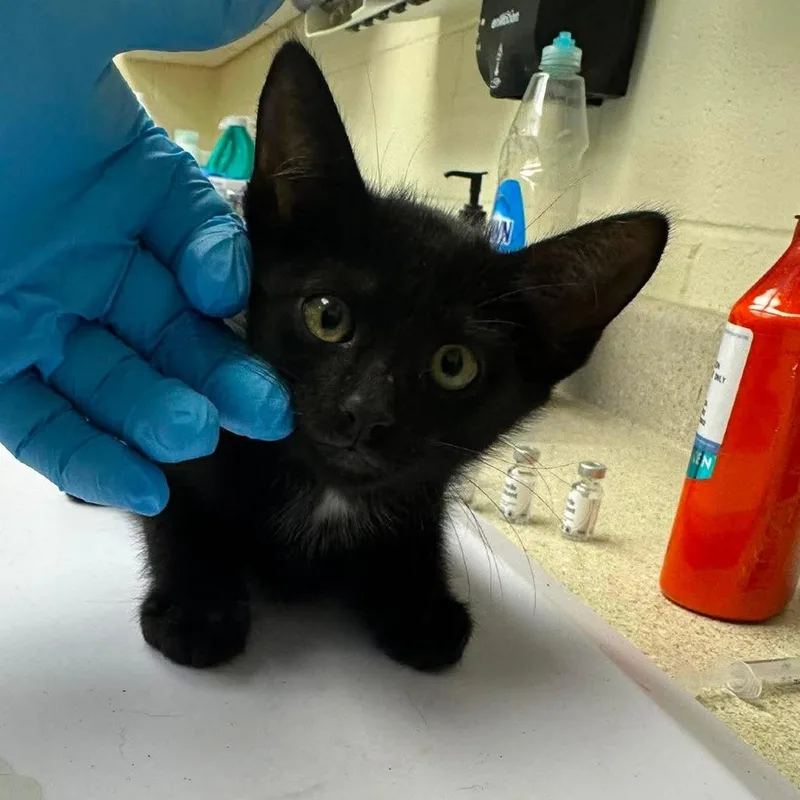 A baby small-sized male Black Domestic Short Hair cat named Dude for adoption in Bastrop, TX