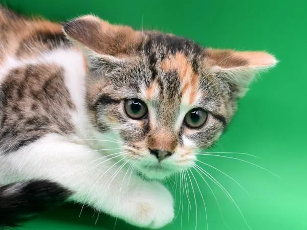 A baby small-sized female Domestic Short Hair cat named Thatcher for adoption in Portland, OR