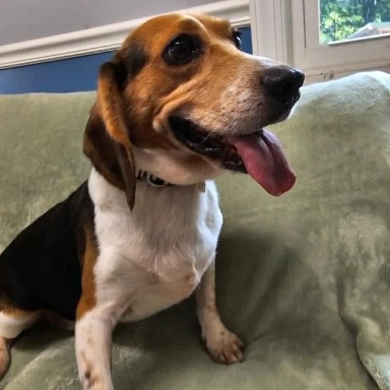 A young medium-sized male Bicolor Beagle dog named Bubba for adoption in Sunderland, MD