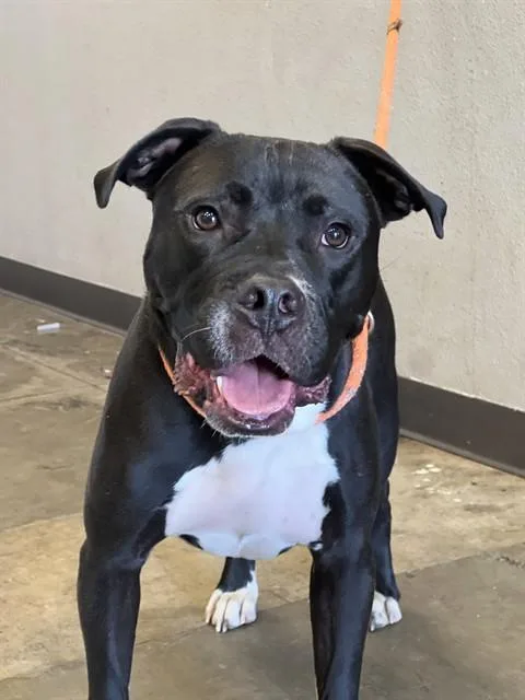 A young small-sized male Pit Bull Terrier dog named Bruno for adoption in Ontario, CA