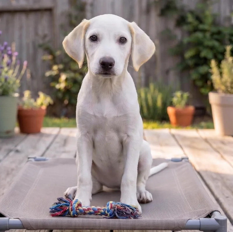 A baby medium-sized female White / Cream Labrador Retriever dog named Lilly for adoption in Crown Point, IN