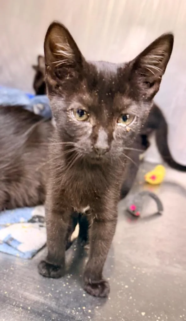 A baby medium-sized female Domestic Short Hair cat named Rosalie for adoption in Danielsville, GA