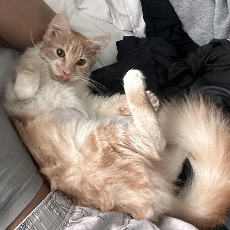 A baby medium-sized female Orange & White Domestic Long Hair cat named Giselle for adoption in Norco, CA