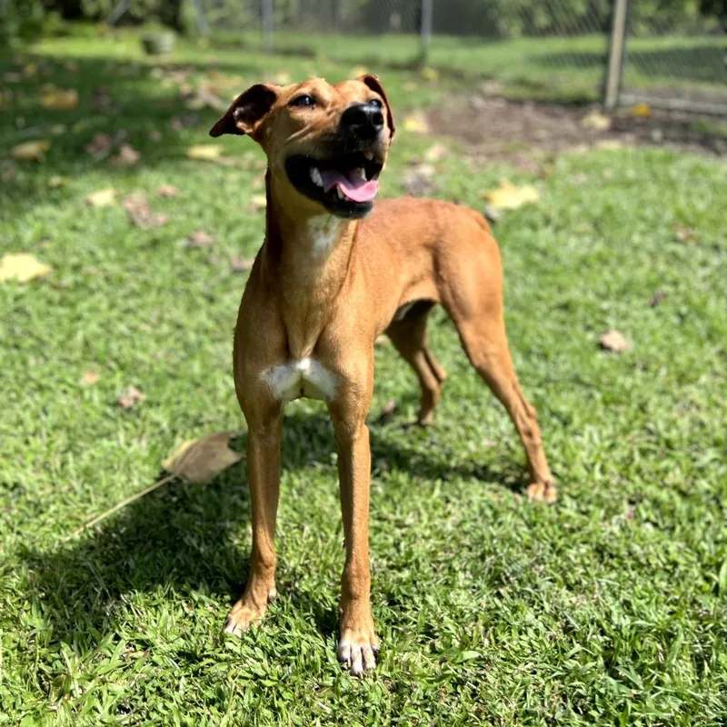 An adult medium-sized male Yellow / Tan / Blond / Fawn Mixed Breed dog named Fig for adoption in Keaau, HI