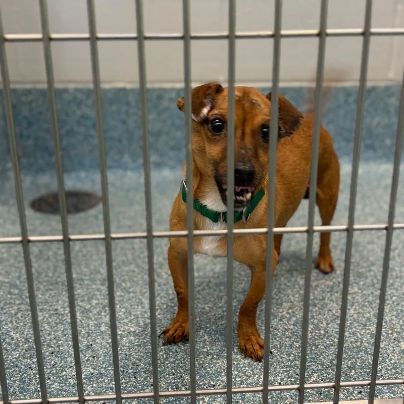 An adult small-sized male Brown / Chocolate Chihuahua dog named Krusty Krab for adoption in Greensboro, NC