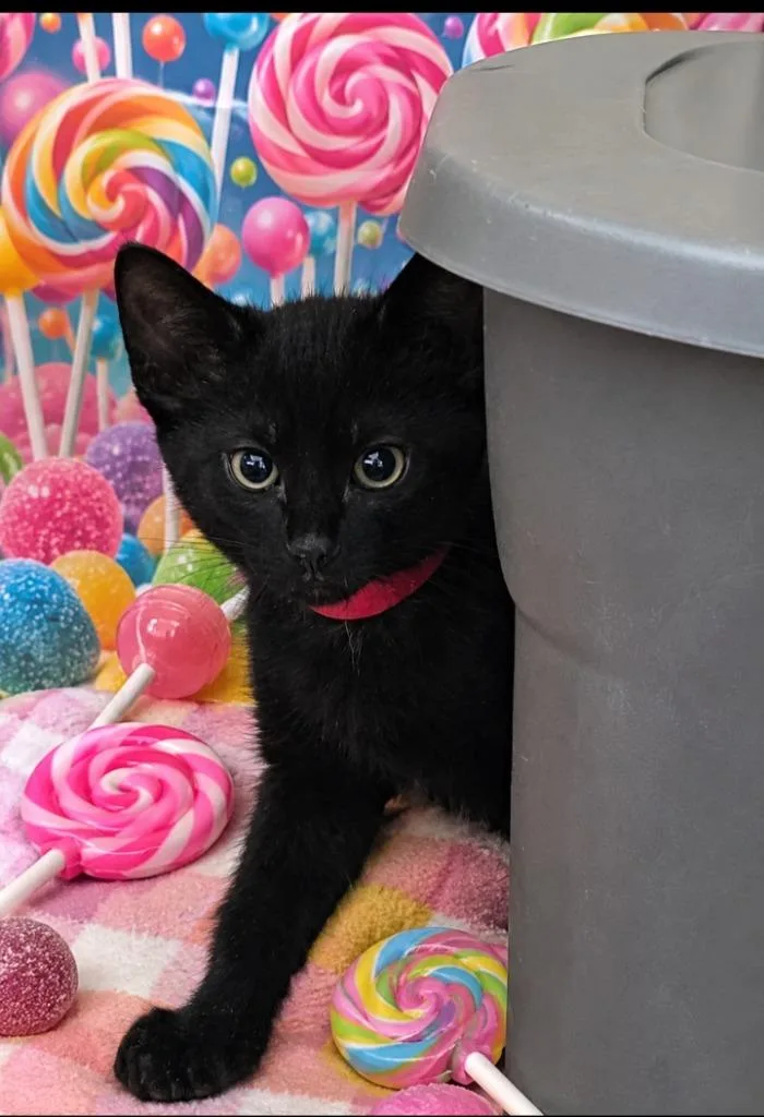 A baby small-sized male Domestic Short Hair cat named Chocolate Chip for adoption in Washington Court House, OH