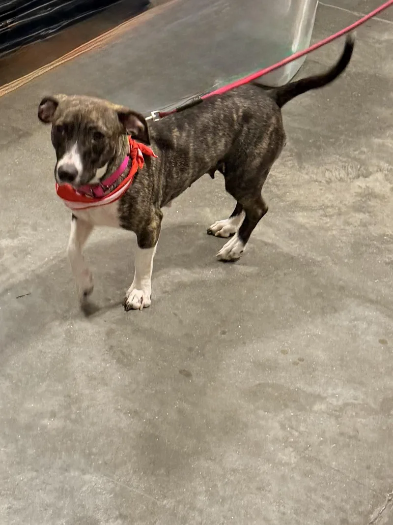 An adult small-sized female Brindle Chiweenie dog named LuLa for adoption in Baker, LA