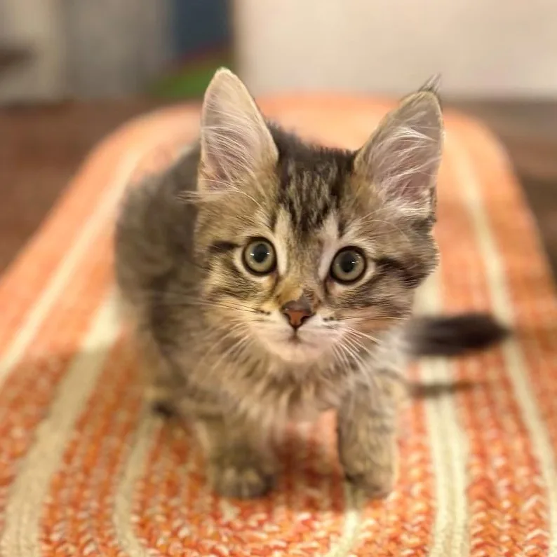 A baby small-sized female Tabby (Buff / Tan / Fawn) Domestic Short Hair cat named Dory Luoma for adoption in Morrison, CO
