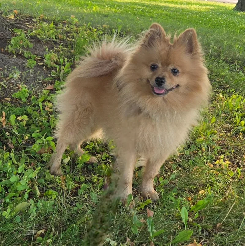 A young small-sized male Pomeranian dog named Pico for adoption in Sandusky, OH