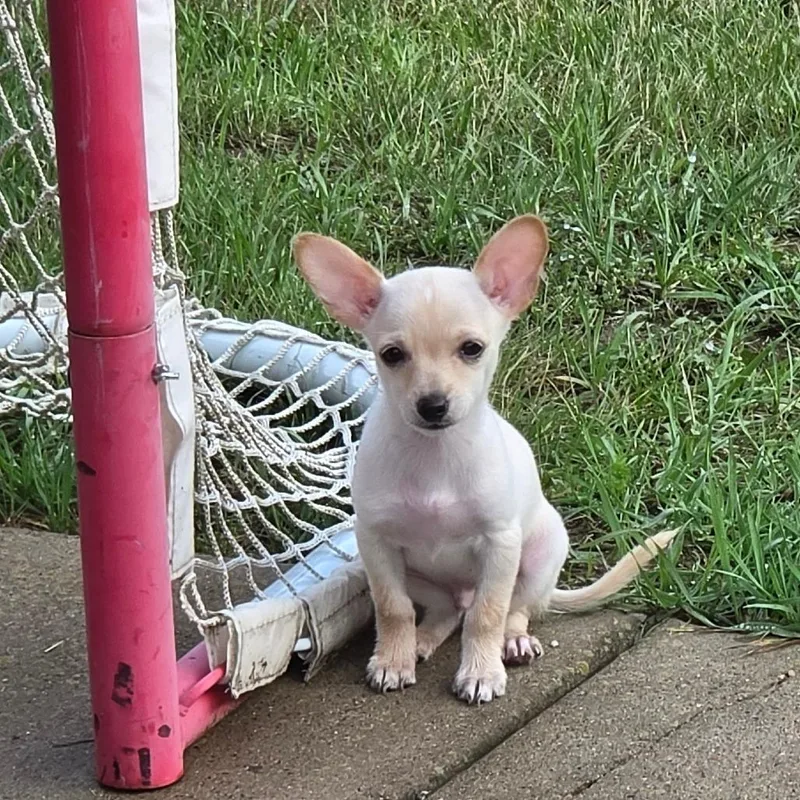 A baby small-sized male Yellow / Tan / Blond / Fawn Chihuahua dog named Alfie for adoption in Alma, WI