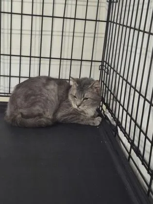 An adult small-sized male Domestic Short Hair cat named Victor for adoption in Clarks Summit, PA