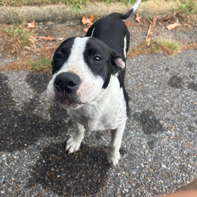 A young medium-sized female Black English Bulldog dog named Boo for adoption in Montgomery, AL