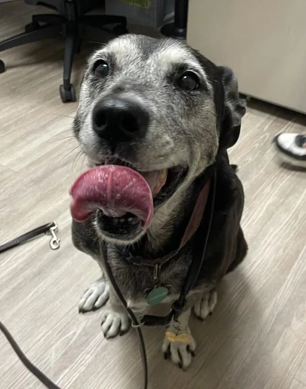 A senior large-sized female Labrador Retriever dog named Kiva for adoption in Oceanside, CA