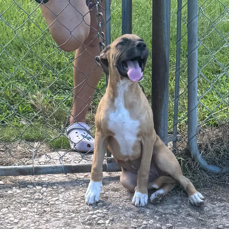 Nutmeg