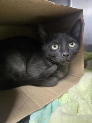 A baby small-sized male Domestic Short Hair cat named Isosceles for adoption in Roseville, CA