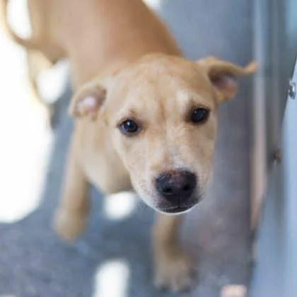 A baby small-sized female Labrador Retriever dog named Coquina for adoption in Atlanta, GA